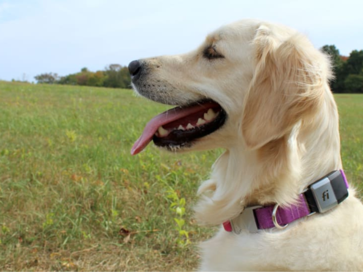 Fi Collar – Redefining Pet Safety with Advanced GPS Technology